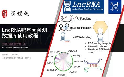 lncrna|lncrna是什么.